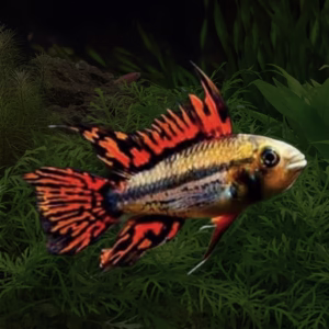 Apistogramma cacatuoides "Double Red" [PAIR]