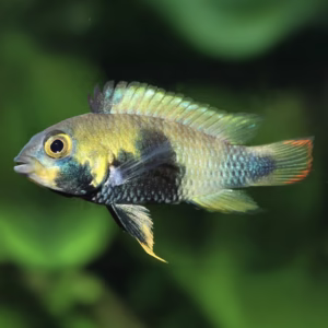 Apistogramma Panduro [PAIR]