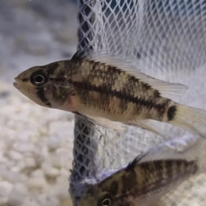 WILD CAUGHT Apistogramma Tapiche [PAIR]
