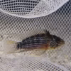 WILD CAUGHT Apistogramma Tapiche [PAIR]