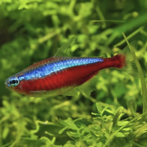 Cardinal Tetra (Paracheirodon axelrodi)