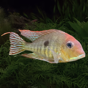 Geophagus Pyroceohalus Red Head Tapajos SIZE SMALL