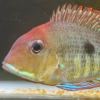 Geophagus Pyroceohalus Red Head Tapajos SIZE SMALL