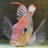 Geophagus Pyroceohalus Red Head Tapajos SIZE SMALL