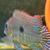 Geophagus Pyroceohalus Red Head Tapajos SIZE SMALL