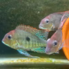 Geophagus Pyroceohalus Red Head Tapajos SIZE SMALL