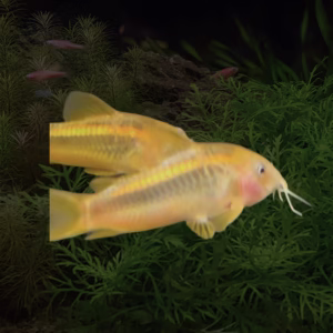 WILD CAUGHT Gold laser Corydoras CW010