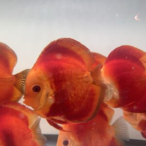 Red Discus
