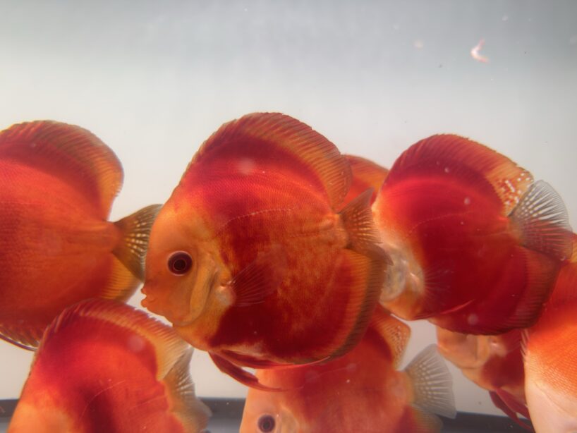 img_7860 Red Discus
