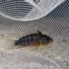 WILD CAUGHT Apistogramma Tapiche [PAIR]
