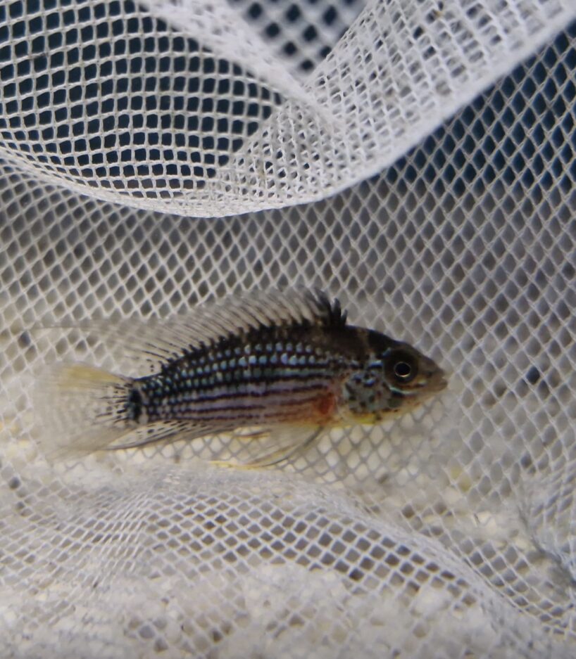 WILD CAUGHT Apistogramma Tapiche [PAIR]