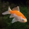 Koi Small