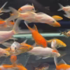Koi Small