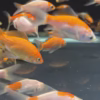 Koi Small