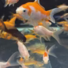 Koi Small