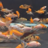 Koi Small