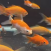 Koi Small