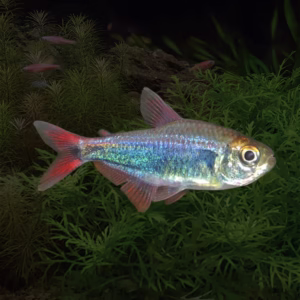 Red Blue Peru Tetra