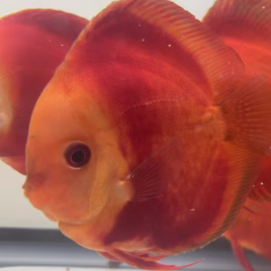 Red Discus