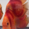 Red Discus