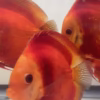 Red Discus