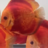 Red Discus