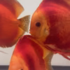 Red Discus