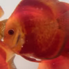 Red Discus
