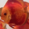 Red Discus