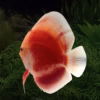 red-valentine-discus-01 Red Valentine Discus Adults