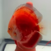 red-valentine-discus-02 Red Valentine Discus Adults