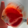 red-valentine-discus-03 Red Valentine Discus Adults