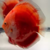 red-valentine-discus-04 Red Valentine Discus Adults