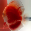 red-valentine-discus-05 Red Valentine Discus Adults