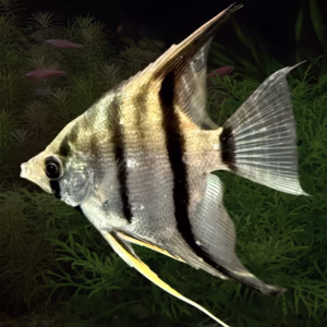 WILD CAUGHT Wild Amazon Pterophyllum Scalare (Large)