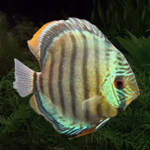 [WILD CAUGHT] Green Discus Rio Nanay MEDIUM SIZE 3”- 4”