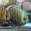 [WILD CAUGHT] Green Discus Rio Nanay MEDIUM SIZE 3”- 4”