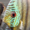 [WILD CAUGHT] Green Discus Rio Nanay MEDIUM SIZE 3”- 4”