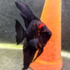 Black Splash Angelfish