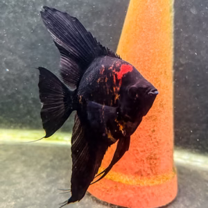Black Splash Angelfish
