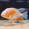 Albino Threadfin Acara (Acarichthys heckelii)