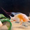 Albino Threadfin Acara (Acarichthys heckelii)