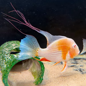 Albino Threadfin Acara (Acarichthys heckelii)