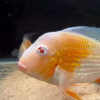 Albino Threadfin Acara (Acarichthys heckelii)