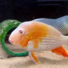 Albino Threadfin Acara (Acarichthys heckelii)
