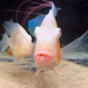Albino Threadfin Acara (Acarichthys heckelii)