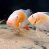 Albino Threadfin Acara (Acarichthys heckelii)