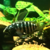 Ivanacara adoketa (Zebra Acara)