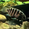 Ivanacara adoketa (Zebra Acara)