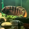 Ivanacara adoketa (Zebra Acara)